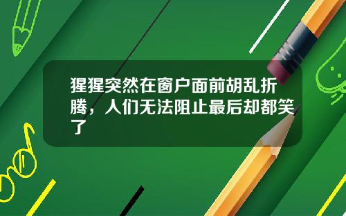 猩猩突然在窗户面前胡乱折腾，人们无法阻止最后却都笑了