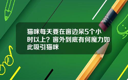 猫咪每天要在窗边呆5个小时以上？窗外到底有何魔力如此吸引猫咪