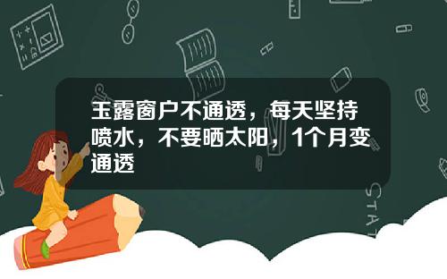玉露窗户不通透，每天坚持喷水，不要晒太阳，1个月变通透